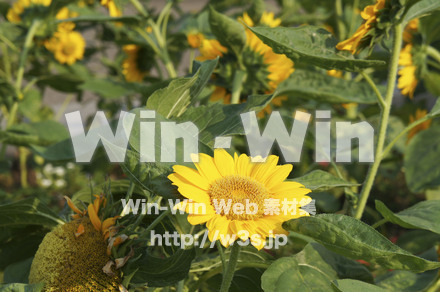 ひまわりの写真素材 W-000073