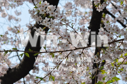 桜の写真素材 W-001425