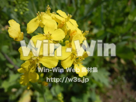 菜の花の写真素材 W-001072