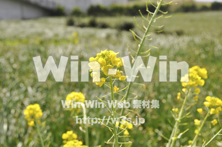 菜の花の写真素材 W-001058