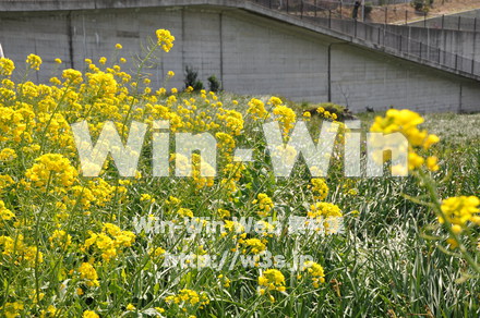 菜の花の写真素材 W-001056