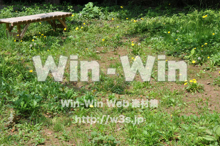 たんぽぽの写真素材 W-000155