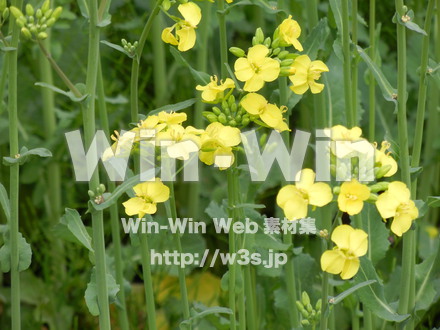 菜の花の写真素材 W-001069