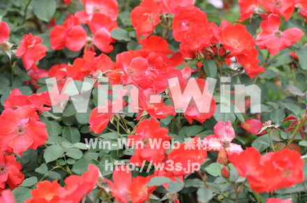 バラの写真素材 W-001291