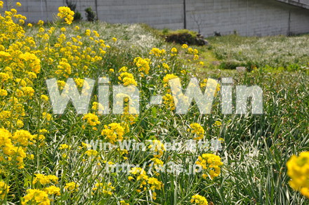 菜の花の写真素材 W-001060