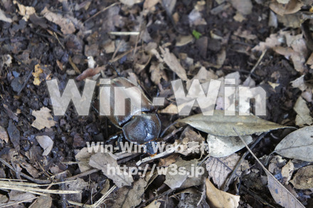 カブトムシメスの写真素材 W-000446