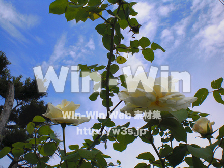 バラの写真素材 W-001379