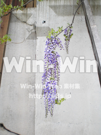 藤の写真素材 W-000165
