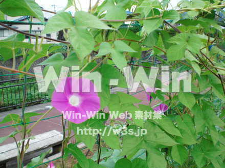 あさがおの写真素材 W-000035