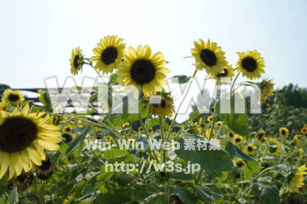 ひまわりの写真素材 W-000078