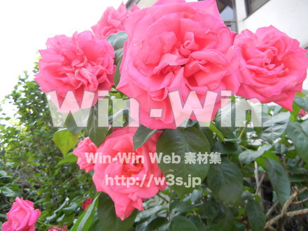 バラの写真素材 W-001403