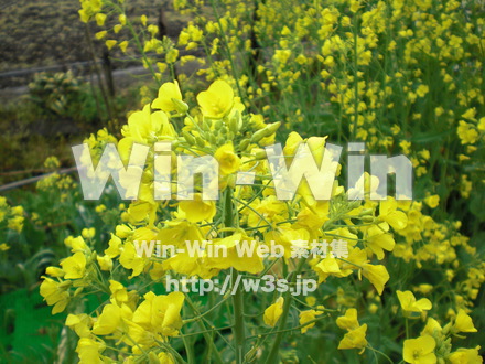 菜の花の写真素材 W-000229
