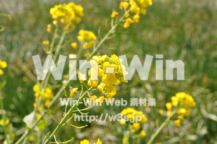 菜の花の写真素材 W-001059