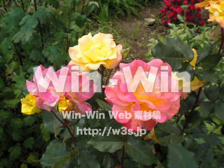 バラの写真素材 W-001361