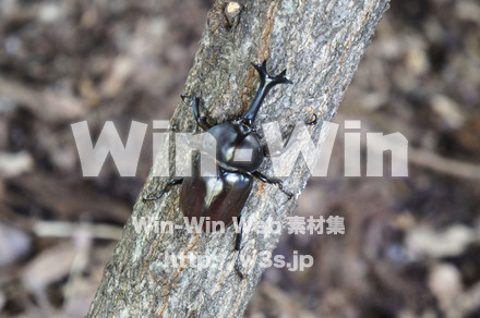 カブトムシオスの写真素材 W-000445