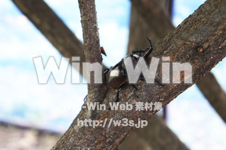 カブトムシオスの写真素材 W-000443