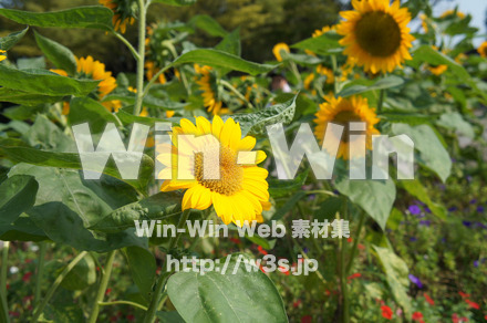 ひまわりの写真素材 W-000082