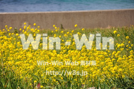 菜の花の写真素材 W-001044