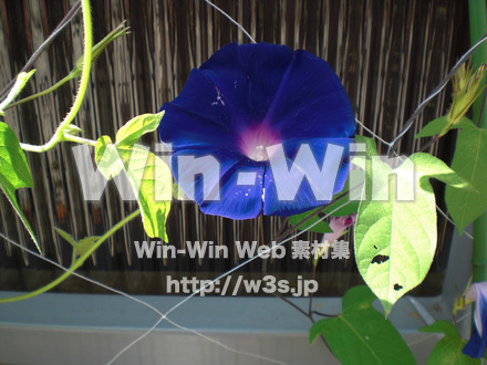 あさがおの写真素材 W-000030