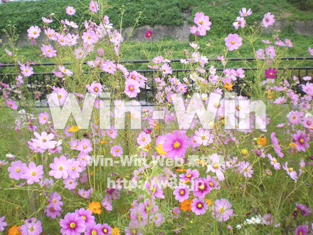 コスモスの写真素材 W-001248