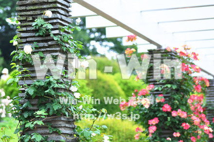 バラの写真素材 W-001258