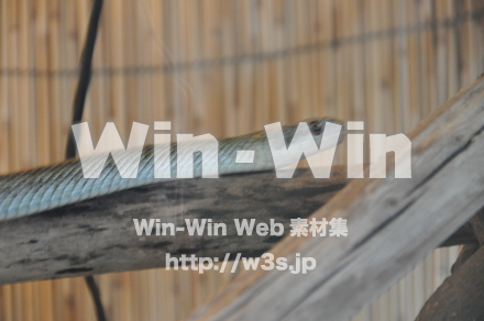 へびの写真素材 W-000884