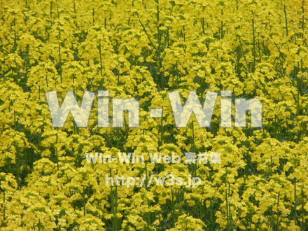 菜の花の写真素材 W-000212