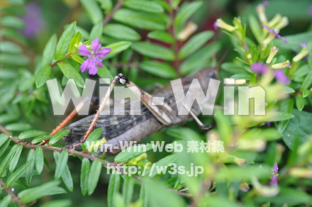 バッタの写真素材 W-000881