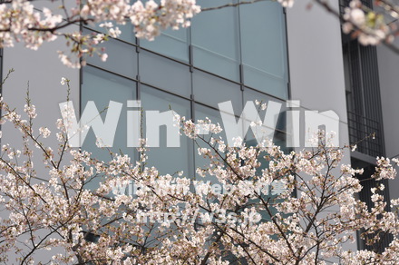 桜の写真素材 W-001449