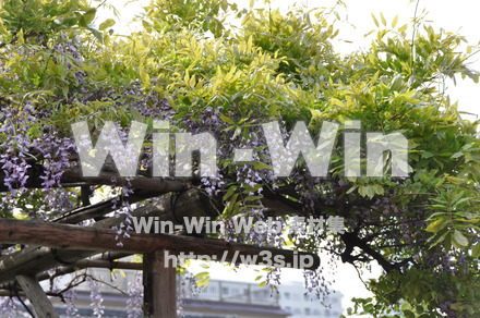 藤の写真素材 W-000184