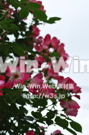 バラの写真素材 W-001399