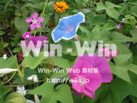 あさがおの写真素材 W-000038