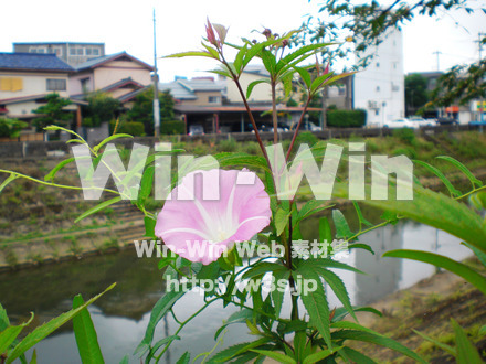 あさがおの写真素材 W-000037