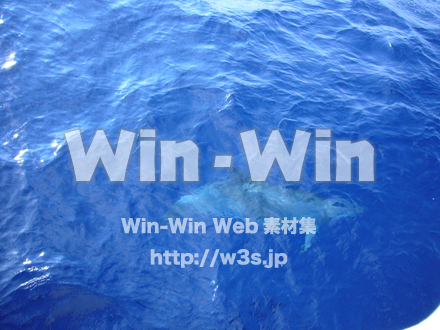 イルカの写真素材 W-000860