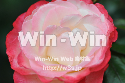 バラの写真素材 W-001331