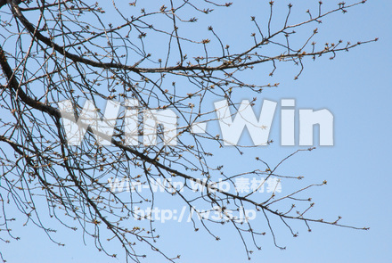 桜の写真素材 W-001485