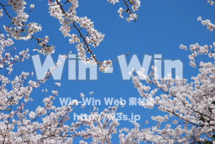 桜の写真素材 W-001519