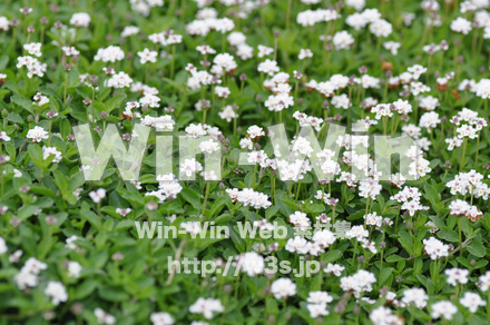 バラの写真素材 W-001353