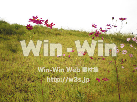 コスモスの写真素材 W-001245