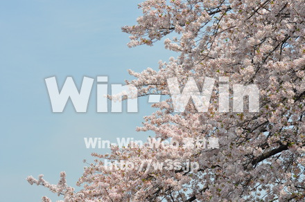 桜の写真素材 W-001436