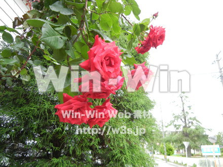 バラの写真素材 W-001402