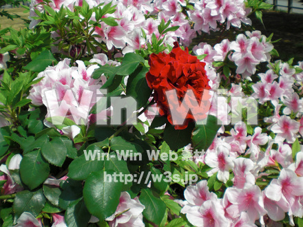 バラの写真素材 W-001380