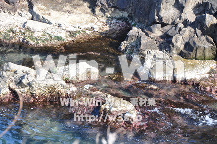 東尋坊の写真素材 W-001776