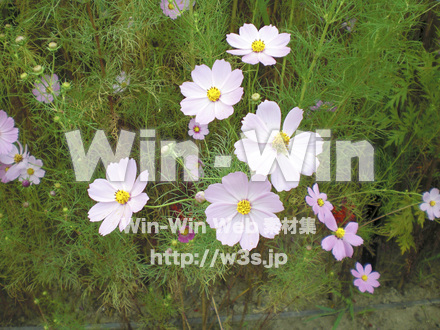 コスモスの写真素材 W-001254