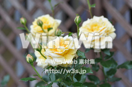 バラの写真素材 W-001312