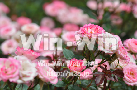 バラの写真素材 W-001342