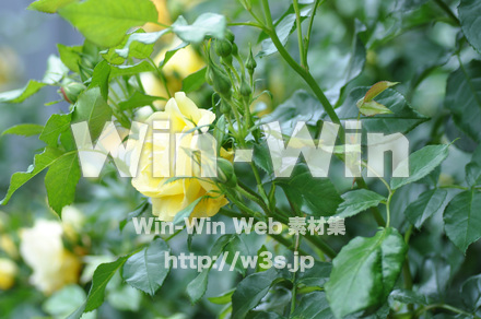 バラの写真素材 W-001322