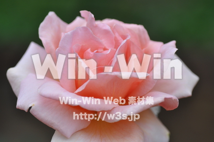 バラの写真素材 W-001308