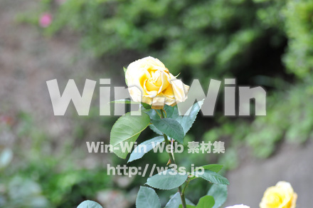 バラの写真素材 W-001328