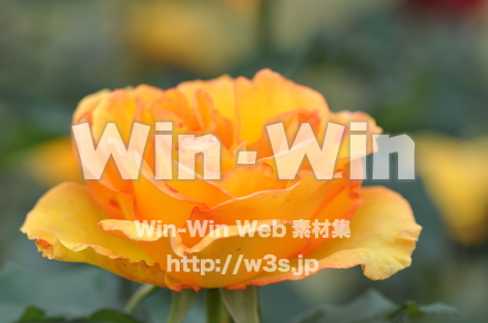 バラの写真素材 W-001265